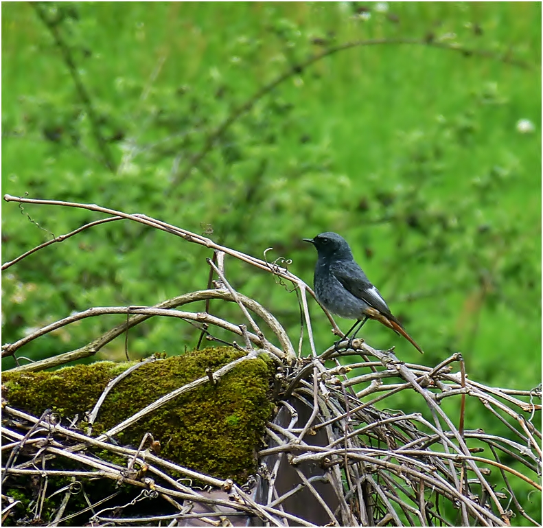 Rotschwänzchen Foto & Bild tiere, wildlife, wild lebende vögel Bilder