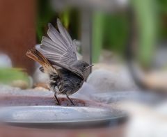 Rotschwänzchen bei der Morgentoilette