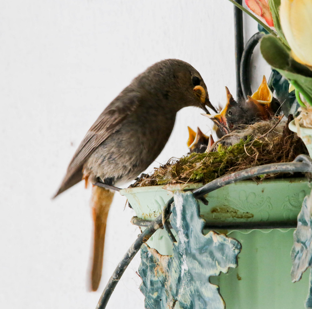 Rotschwänzchen beim Futtern des Nachwuchses