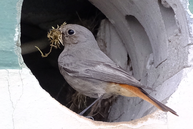 Rotschwänzchen beim Nestbau