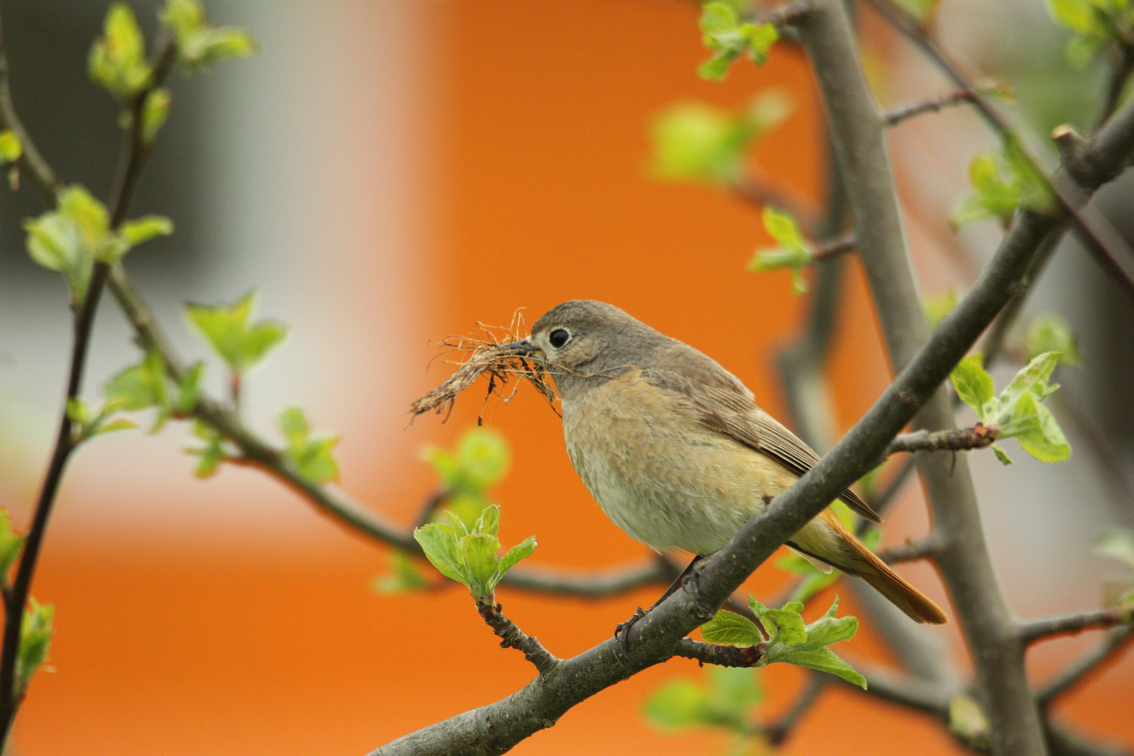 Rotschwänzchen beim Nestbau