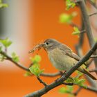 Rotschwänzchen beim Nestbau