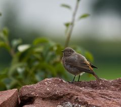 Rotschwänzchen