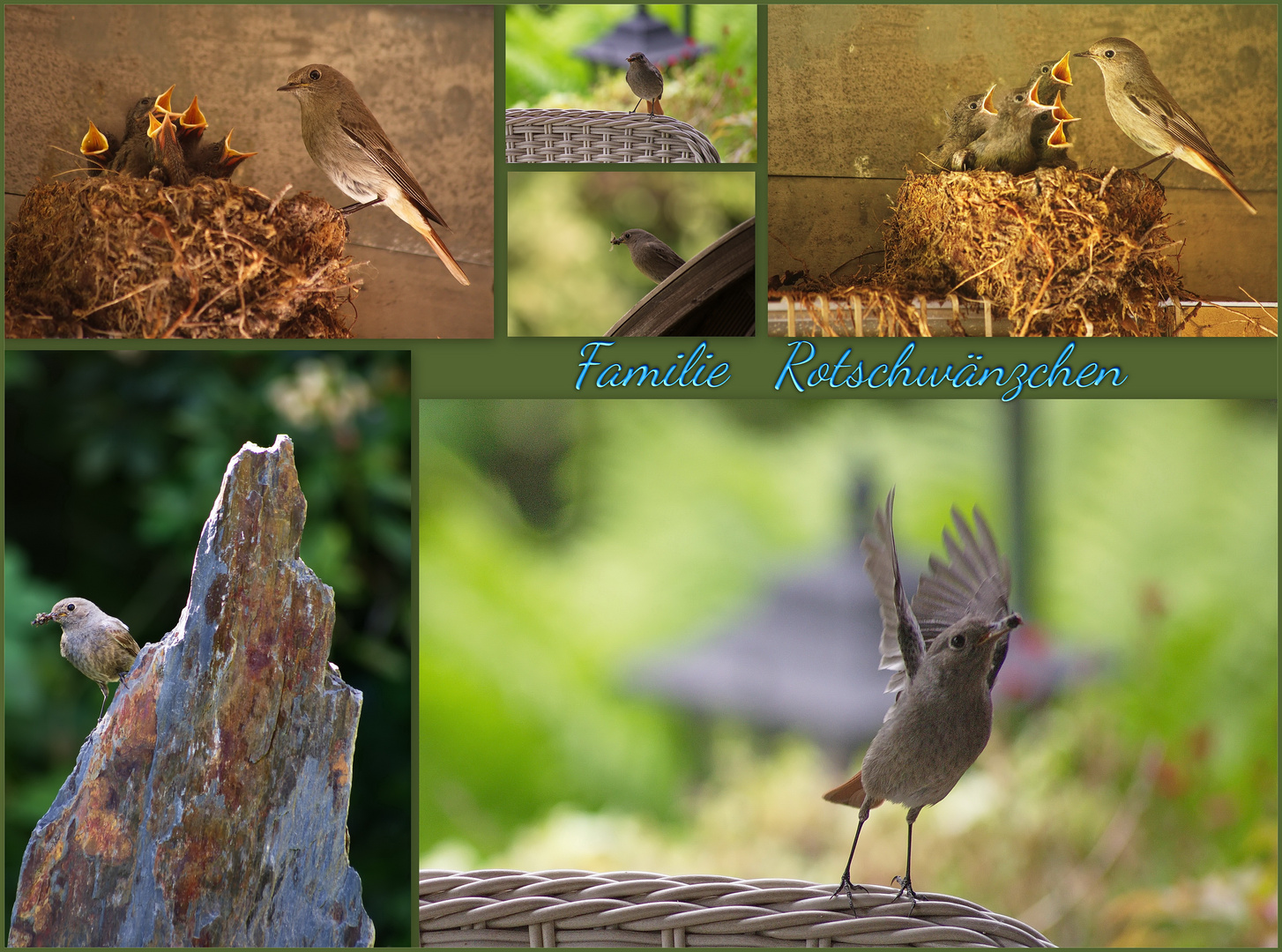 Rotschwänzchen Collage