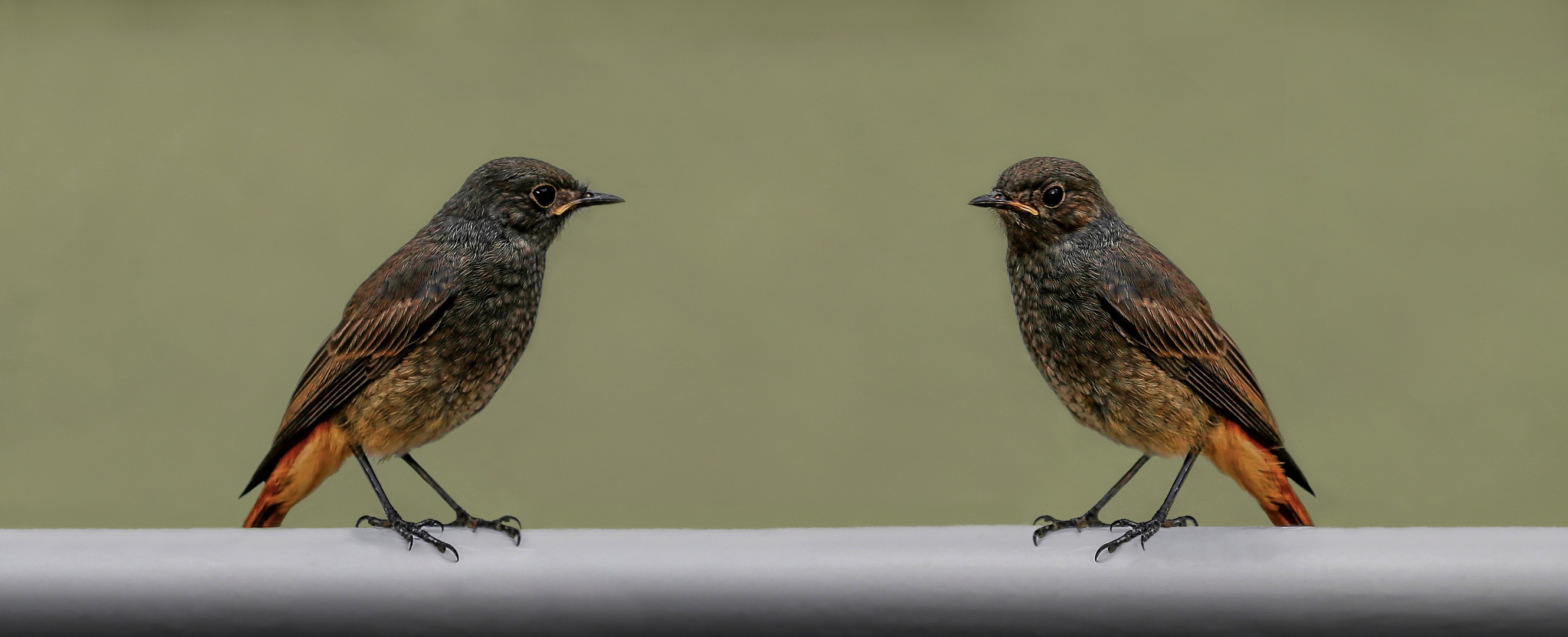 Rotschwänzchen Duo