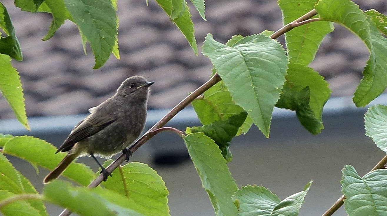 Rotschwänzchen