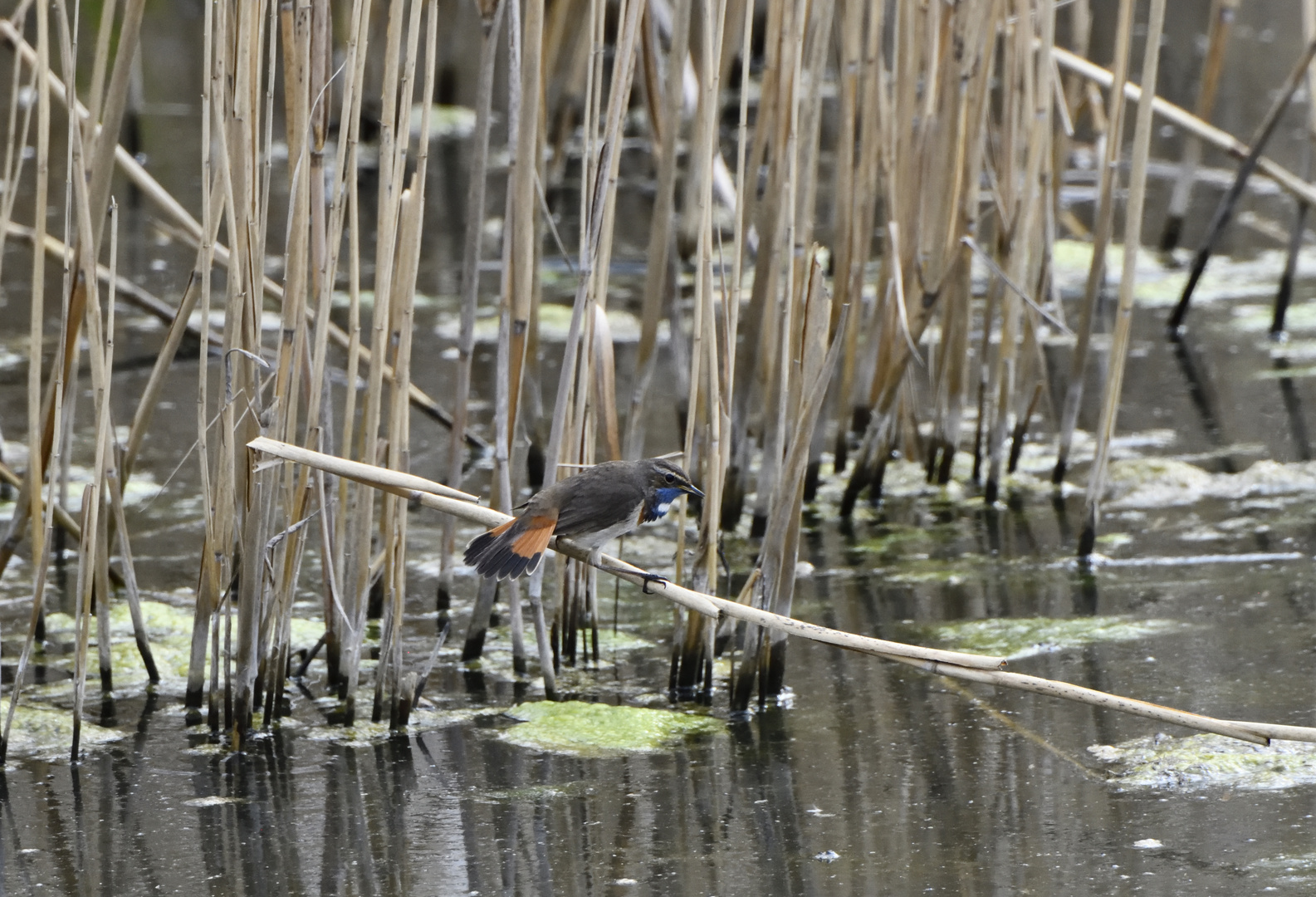 Rotschwänzchen hinten - Blaukehlchen vorne