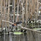 Rotschwänzchen hinten - Blaukehlchen vorne