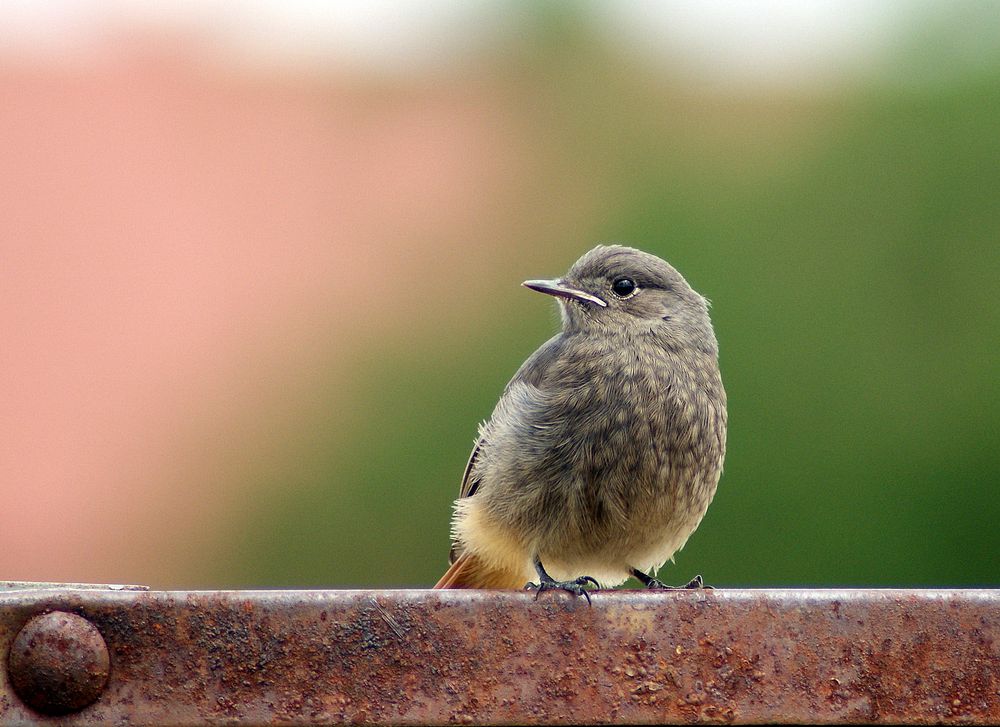 Rotschwänzchen II