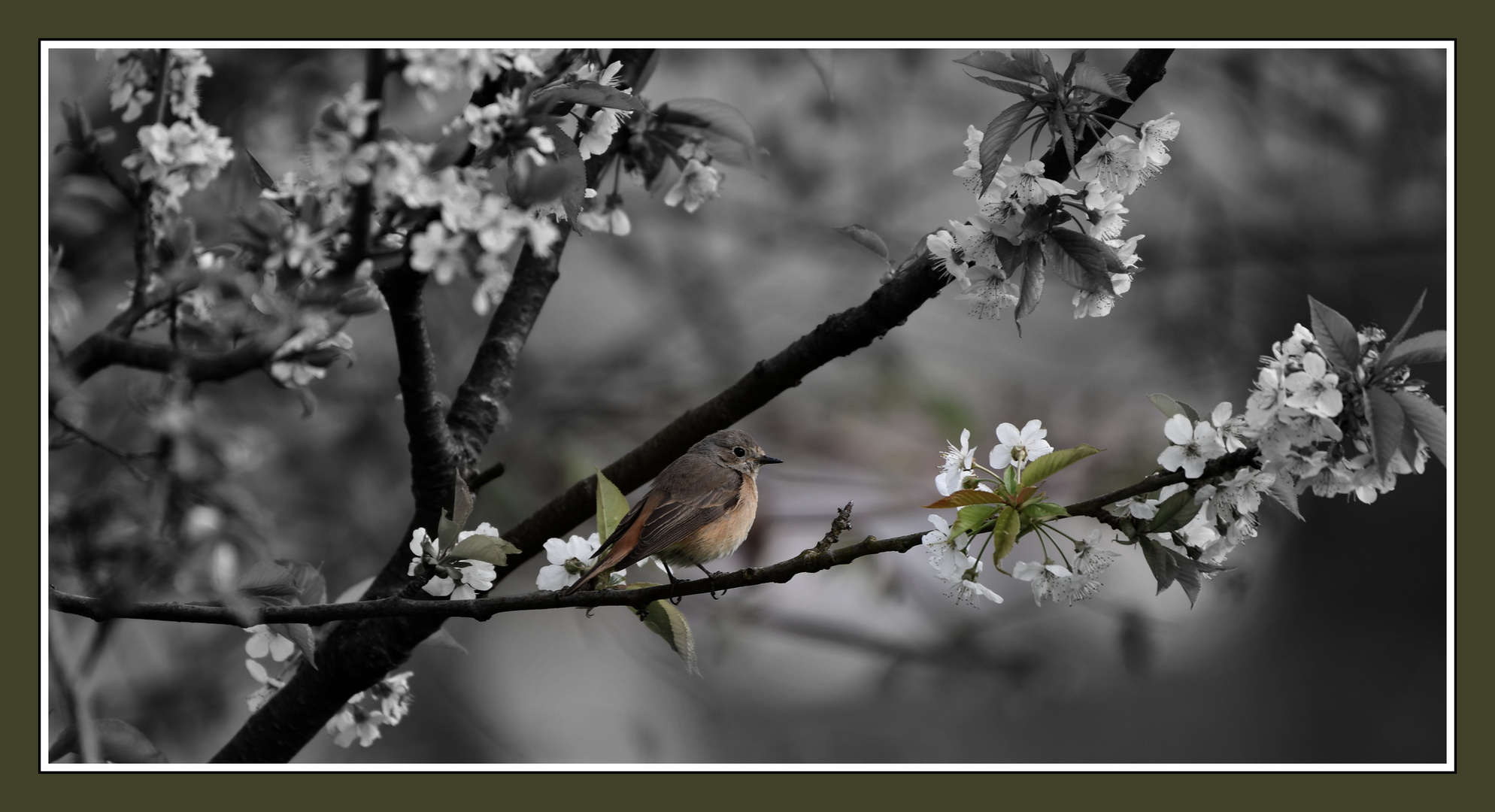 Rotschwänzchen im Frühling