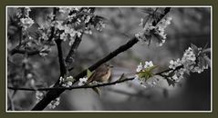 Rotschwänzchen im Frühling