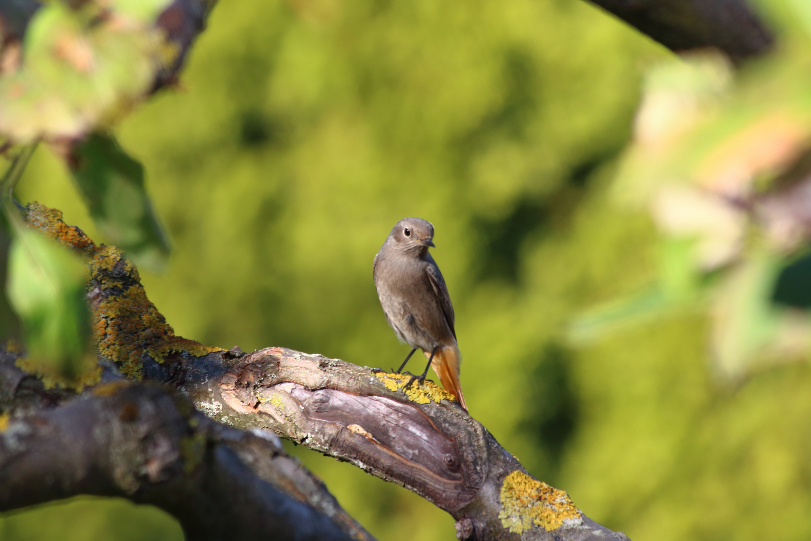 Rotschwänzchen im Garten