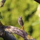 Rotschwänzchen im Garten