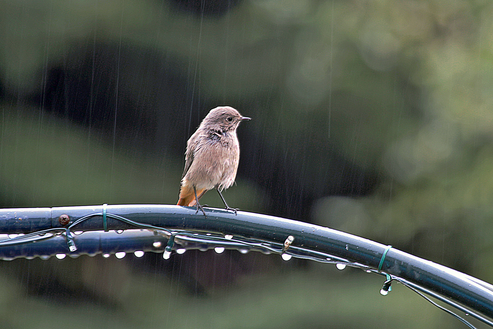 ROTSCHWÄNZCHEN IM REGEN