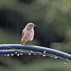 ROTSCHWÄNZCHEN IM REGEN