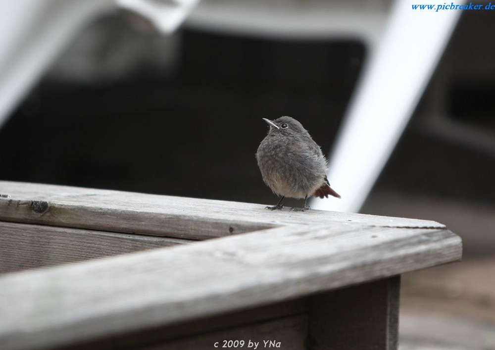 Rotschwänzchen - Jungvogel