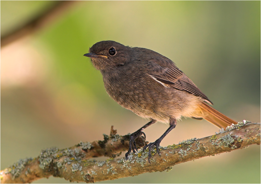 Rotschwänzchen, Jungvogel