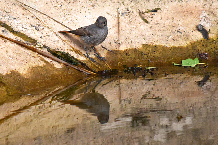 Rotschwänzchen mit Spiegelbild