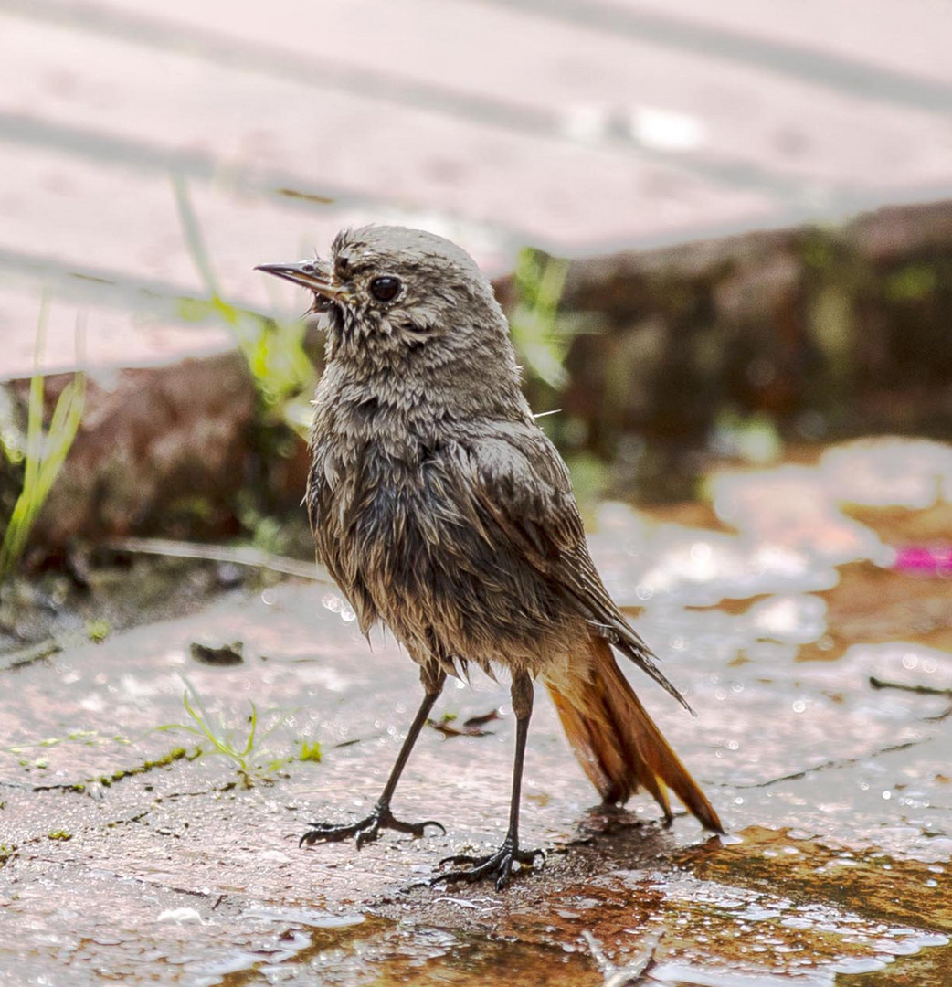 Rotschwänzchen nach dem Baden