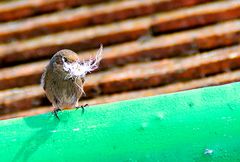 Rotschwänzchen sammelt für den Nestbau