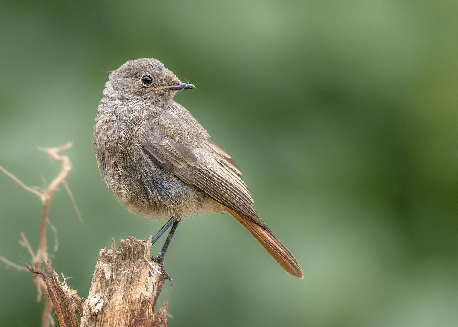 Rotschwänze (Phoenicurus)