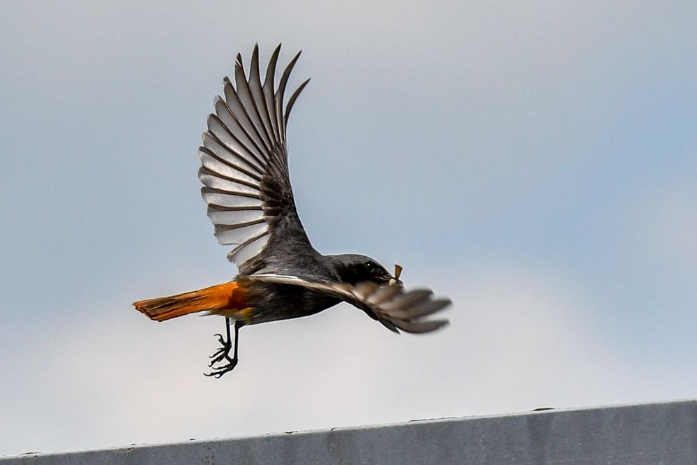 Rotschwanz Foto & Bild tiere, wildlife, wild lebende vögel Bilder auf