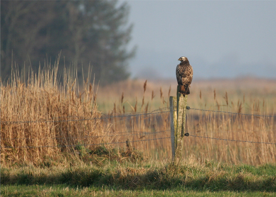 "Rotschwanz-Bussard"