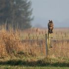 "Rotschwanz-Bussard"