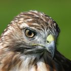 Rotschwanz Bussard