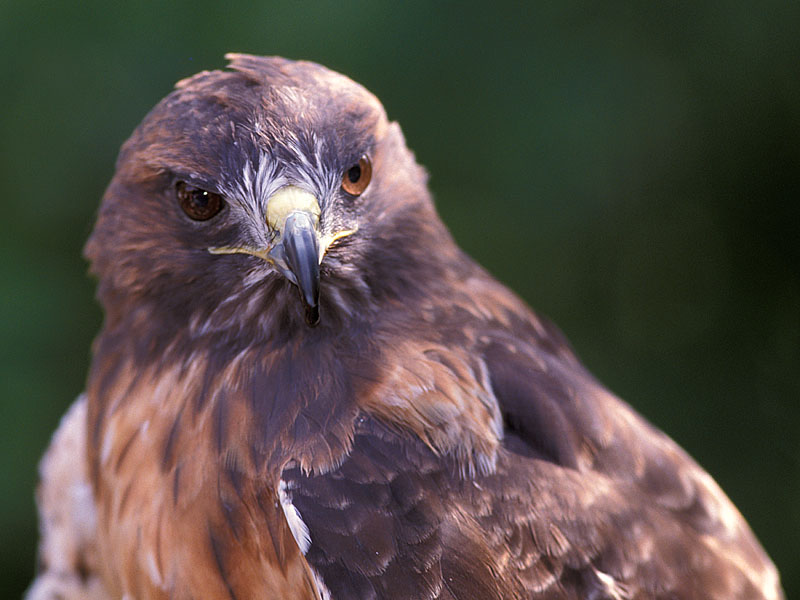 Rotschwanz-Bussard