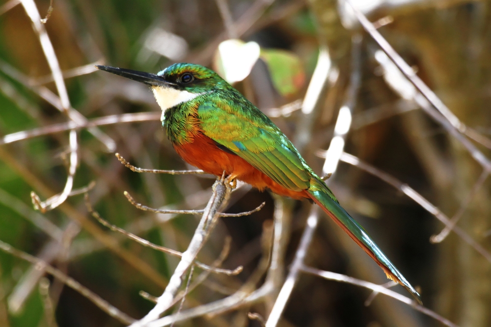 Rotschwanz Glanzvogel