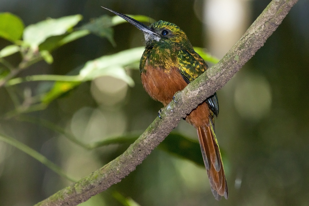 Rotschwanz-Glanzvogel (Galbula ruficauda)