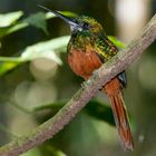 Rotschwanz-Glanzvogel (Galbula ruficauda)