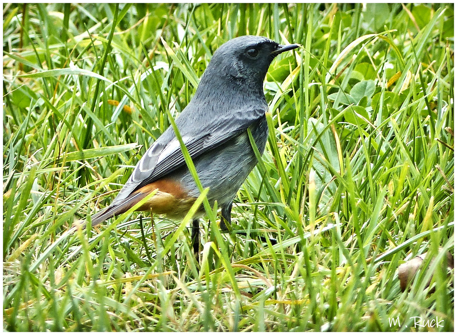 Rotschwanz im Garten 