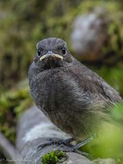 Rotschwanz Jungvogel ...