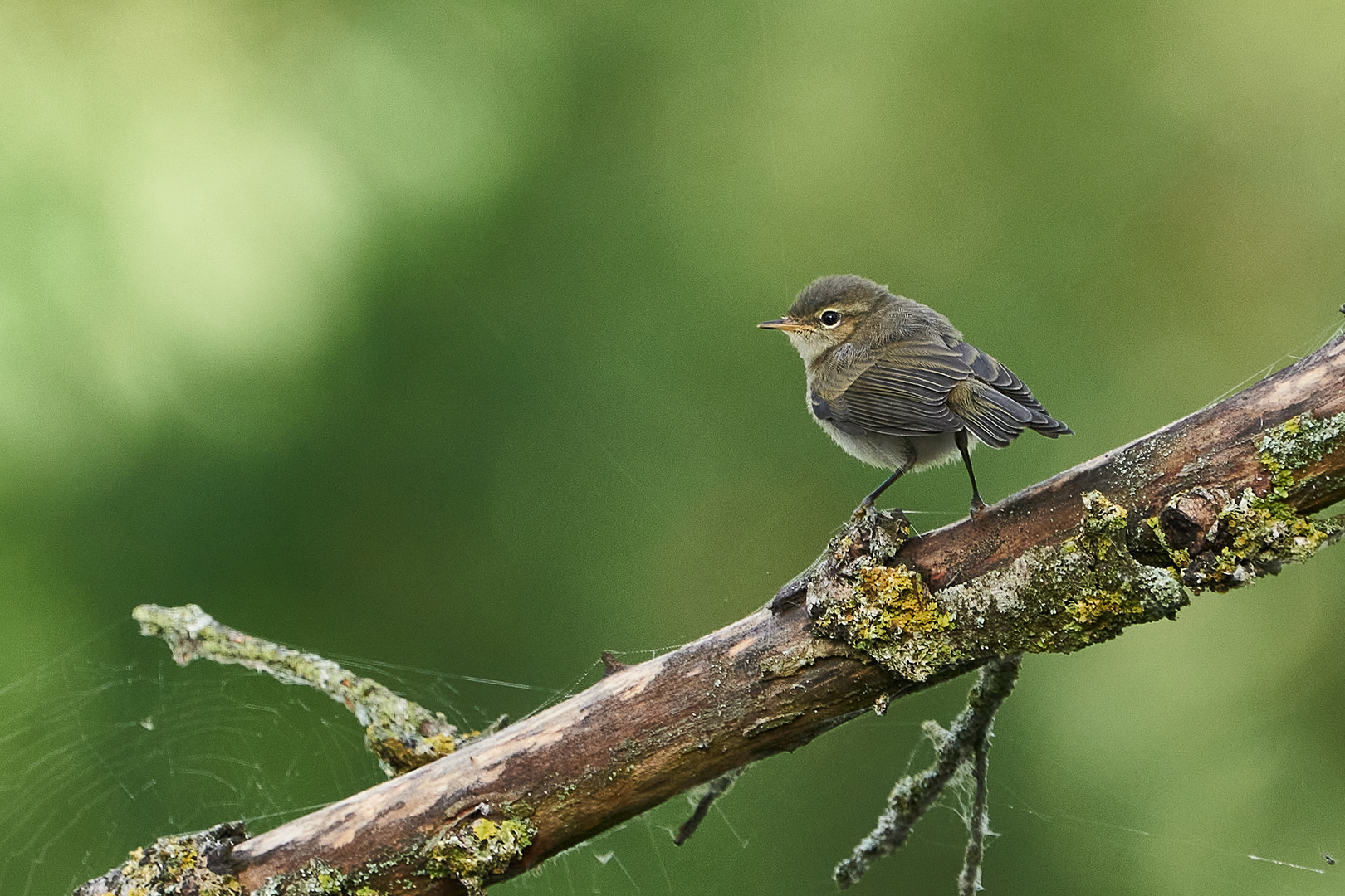 Rotschwanz Jungvogel ?