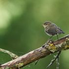 Rotschwanz Jungvogel ?