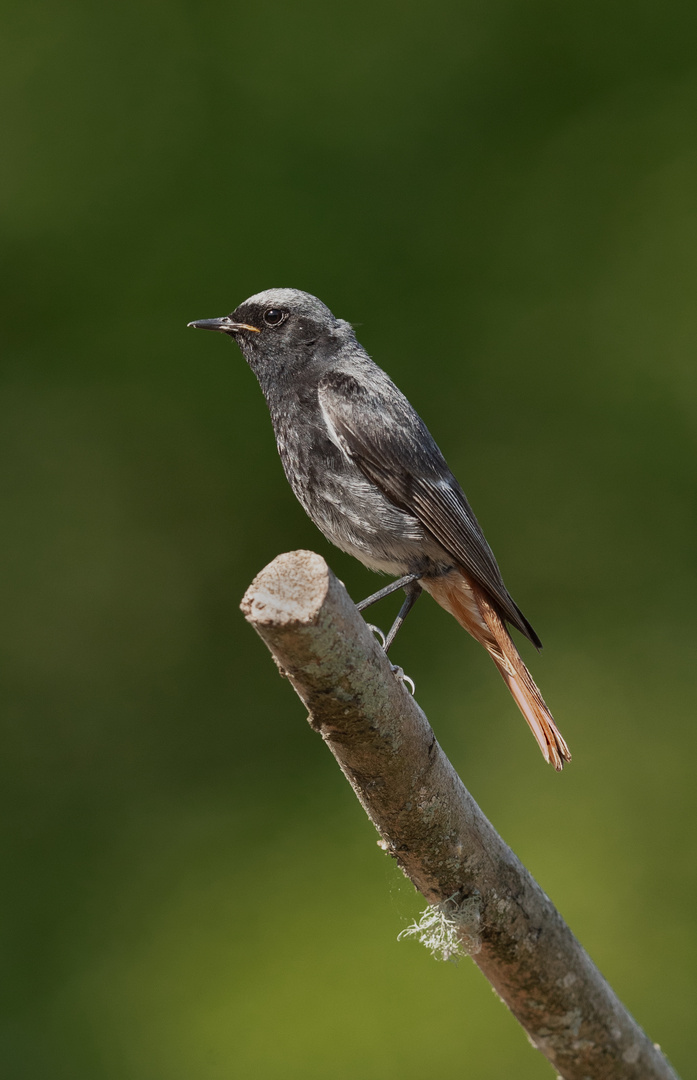 Rotschwanz männchen