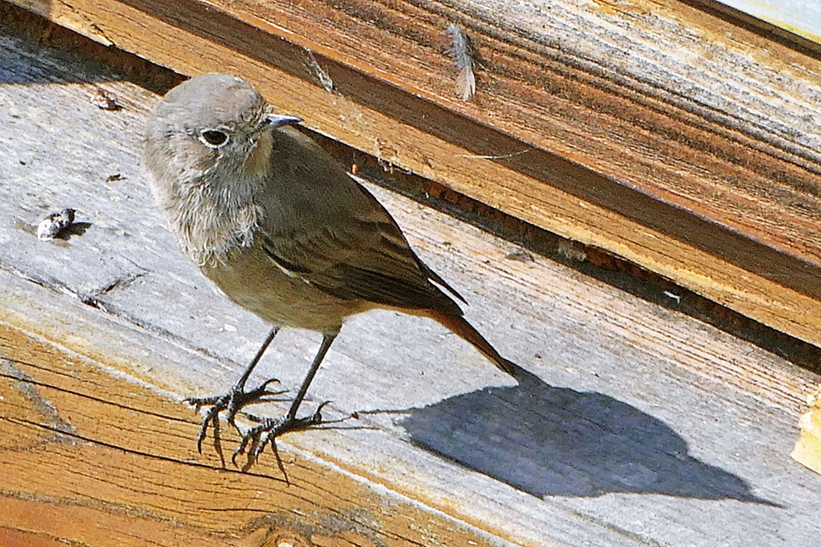 Rotschwanz mit Schatten