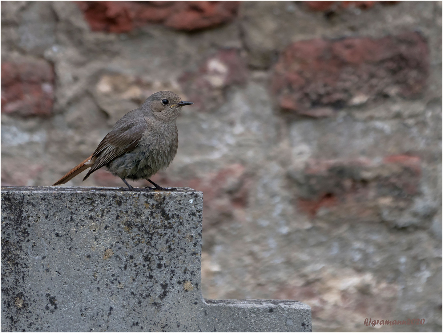 rotschwanz (phoenicurus ochruros gibraltariensis)....