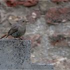 rotschwanz (phoenicurus ochruros gibraltariensis)....