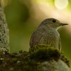 Rotschwanz  _Weibchen bei kurzer Pause vom Nestauspolstern