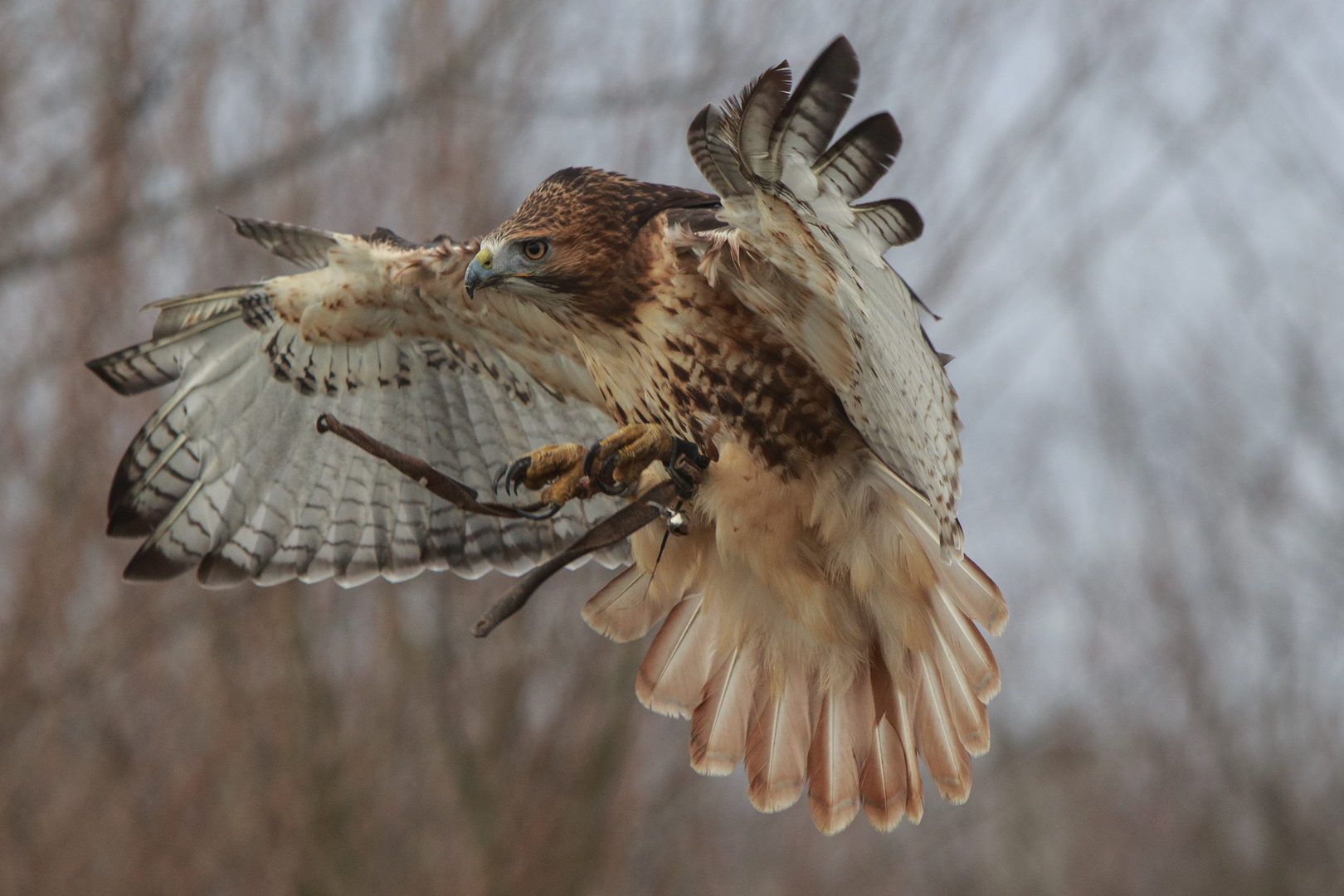 Rotschwanzbussard