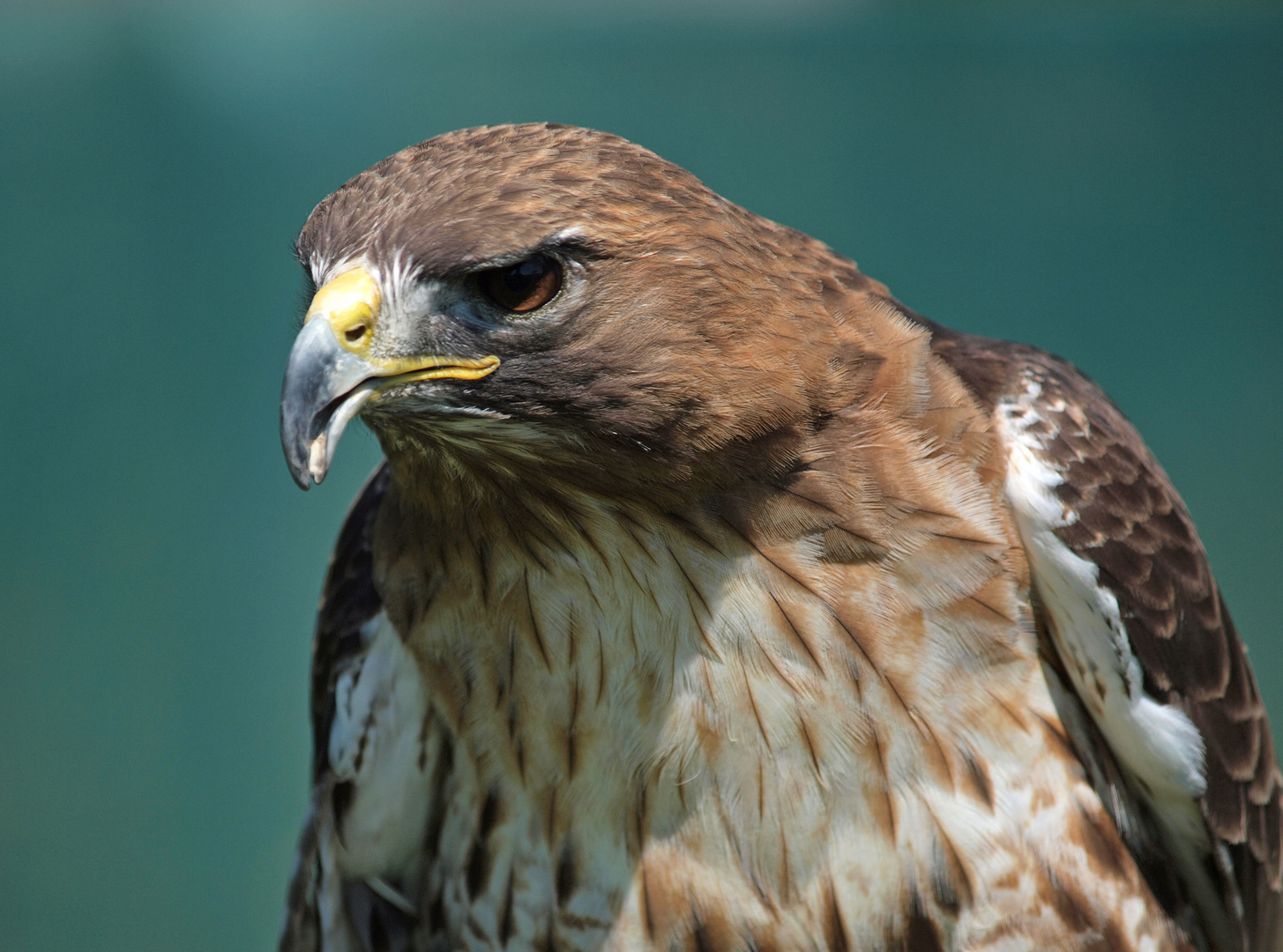 Rotschwanzbussard