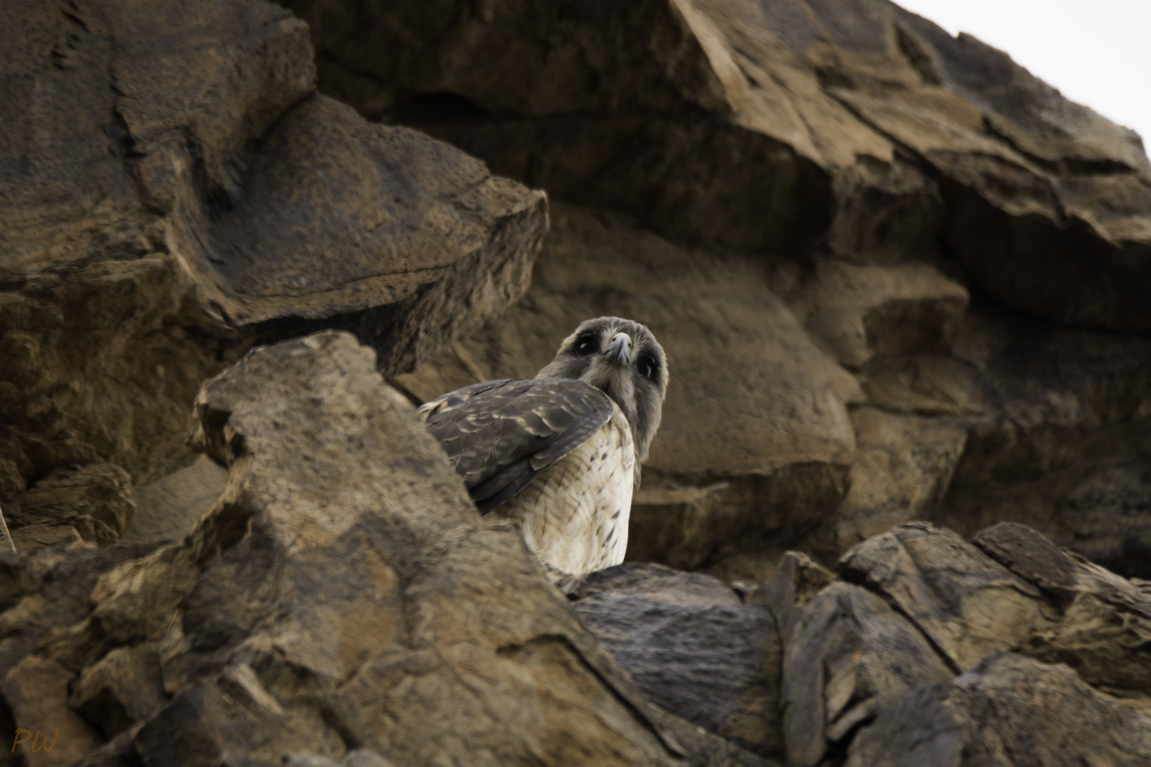 Rotschwanzbussard