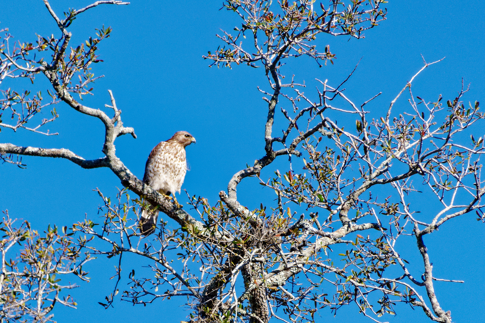 Rotschwanzbussard