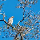 Rotschwanzbussard