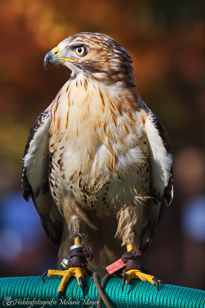 Rotschwanzbussard