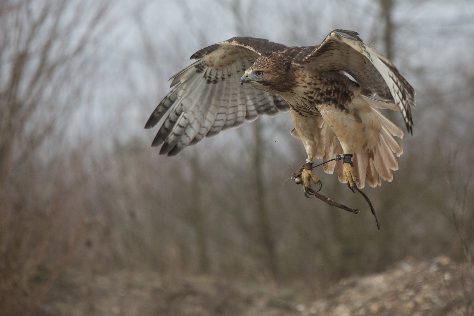 Rotschwanzbussard 2