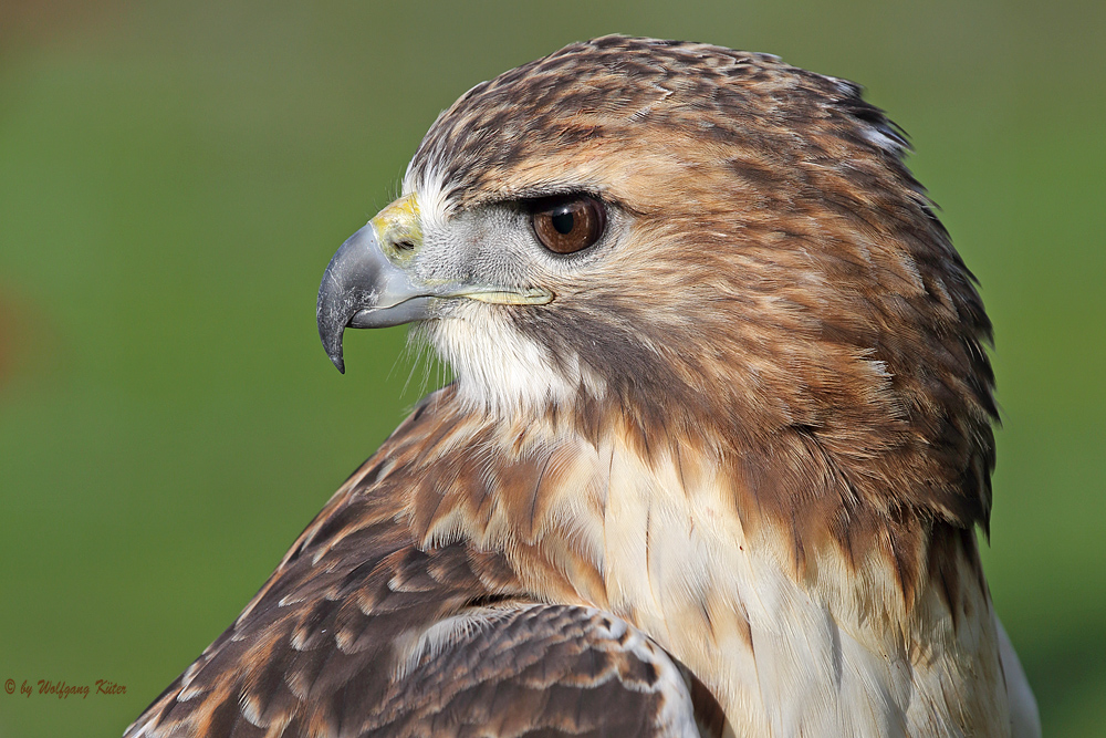 Rotschwanzbussard